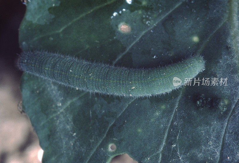 甘蓝蛾(Pieris Brassicae)幼虫
